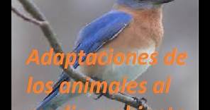 Adaptaciones de los animales al medio ambiente.