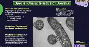 Updates in the Pathogenesis of Borrelia burgdorferi (Dr. Leona Gilbert)
