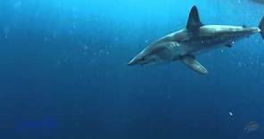 The incredibly fast Shortfin Mako Shark!