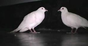 Beautiful White Doves Coo Call Sound || World Best Doves Cooing Sound