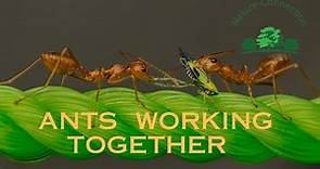 Ants - The Ultimate Teamwork Champions! | Ants working together | Nature Connection