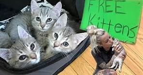 Free Kittens?!