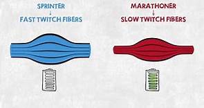 Easy Illustration of Muscle Fibre Types