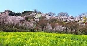 花見山公園 2023年3月28日撮影 福島県福島市花見山公園 今週末がピーク！