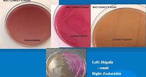 microbiology lab practical information part 1