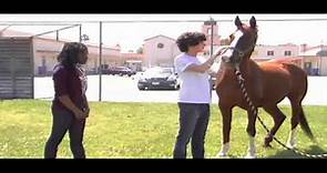 Horseplay Trailer