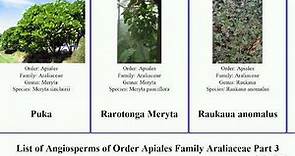 List of Angiosperms of Order Apiales Family Araliaceae Part 3 polyscias schefflera trachymene wild