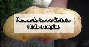 pommes de terre géantes au jardin potager en permaculture variété spunta