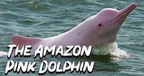 The Legend of the Pink Dolphin - Amazonian Folklore - See U in History