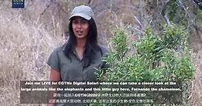 Q&A with Digital Safari guide Trishala Naidu
