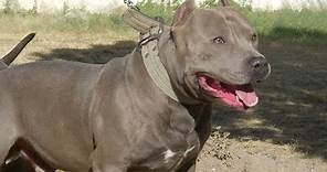 14 Things You Need to Know about Blue Nose Pitbull