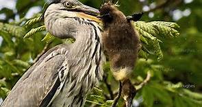 Heron eat enormous birds by swallowing them whole and head first