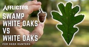 Swamp White Oak vs White Oak Identification: Important Oaks for Deer Hunting!