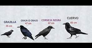 Diferencias entre, Cuervo,corneja,grajo o graja y grajilla .