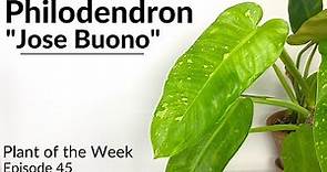 How To Care For Philodendron "Jose Buono" | Plant Of The Week Ep. 45