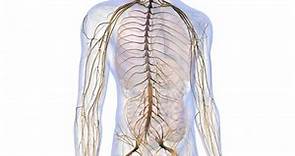Funciones del sistema nervioso - Atlas de Anatomía