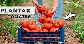 Cómo PLANTAR TOMATES // Guía y Trucos para el cultivo del tomate