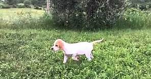 Cucciolo di Pointer