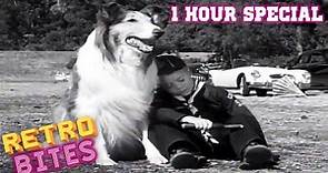Lassie | 1 Hour Special | Lassie English Full Episodes 🐕