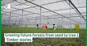 Growing future forests from seed to tree | Timber stories