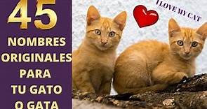 45 Nombres Bonitos para Gatos (Nombres para Gatos Machos y Hembras)