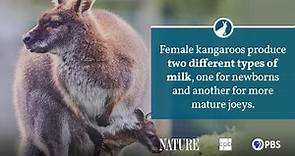 Kangaroo Fact Sheet