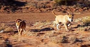 Starving puppies rescued in the middle of the Arizona desert
