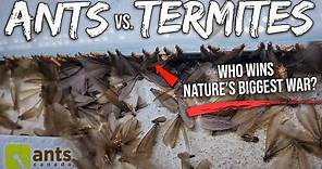 ANTS vs. TERMITES | I Filmed Nature's Biggest War In My Yard