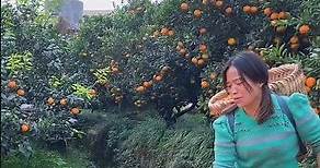 Awesome orange fruit harvesting from farmers with beautiful natural orange garden fruit #orange