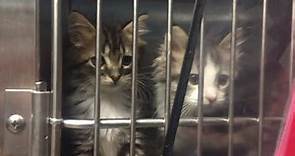 Here's how to get free kittens in Charlotte