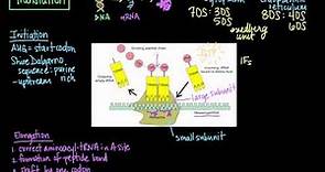 Protein Translation