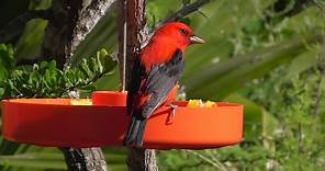 Scarlet tanager feeding