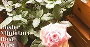 Rosier Miniature Rose Indoor Care | Bumbaca Botanicals