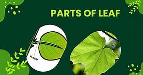 Unveiling the Secrets of Leaves: Exploring Leaf Structure and Functions 🍃 | Botany | Science