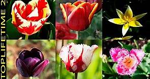 10 Tipos de Tulipanes Únicamente Bellos