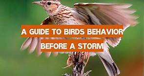 A Guide to Birds Behavior Before a Storm - WeatherStationPro