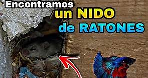 Encontramos un Nido De Ratones!! Iniciamos reproducción de BETTAS