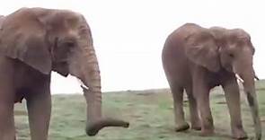 Elephants in Calaveras County? Performing Animal Welfare Society - PAWS