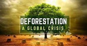 Preserving Our Forests: Solutions to Deforestation