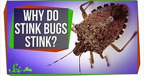 Why Do Stink Bugs Stink?