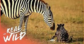 Punda The Zebra: The Unusual Hero Of The Herd | Real Wild