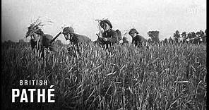Battle Of Caen (1944)