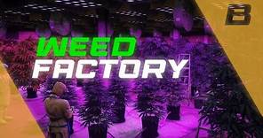 FiveM MLO | Weed Factory | Blockz