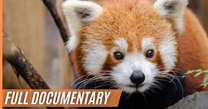 Breathtaking and rare images of a red panda in the depths of the Himalayas | Full Documentary