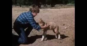 Lassie - Well Of Love (1970)