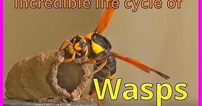 Mud Dauber wasp. They can be your friend.