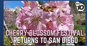 Cherry Blossom Festival returns to San Diego