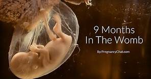 9 Months In The Womb: A Remarkable Look At Fetal Development Through Ultrasound By PregnancyChat.com