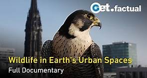 Urban Jungle: The Wildlife of the World's Cities - Full Nature Documentary