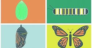 The Butterfly Life Cycle